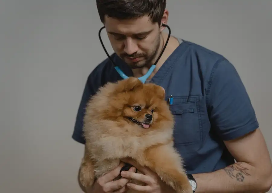 Veterinario sosteniendo un perro pequeño en la consulta